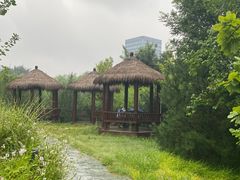 -莲花池公园