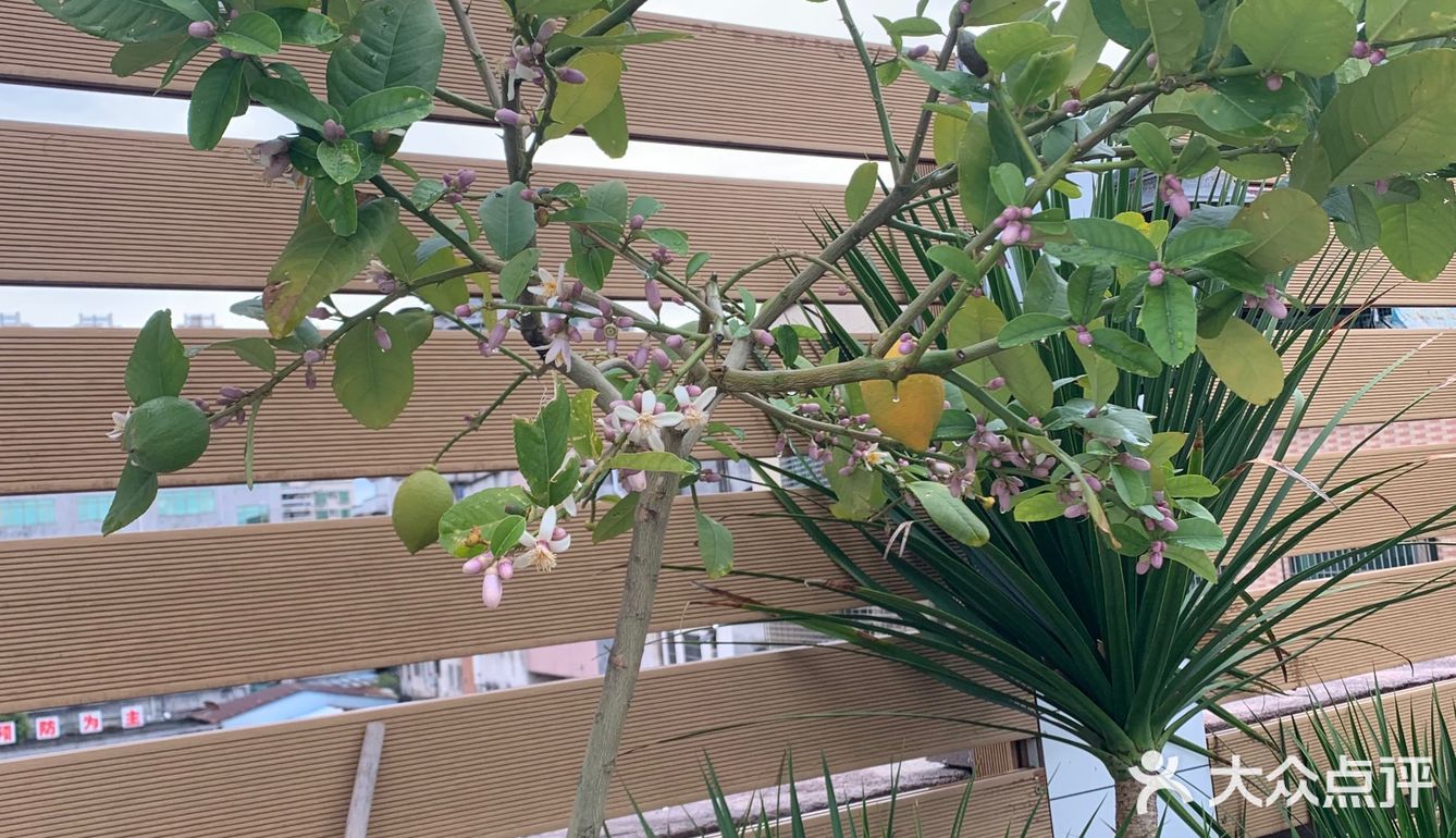 初茶 臻选