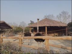 -上海野生动物园