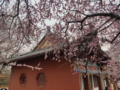 -桃花堤公园