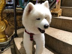 -more than meow吴止猫主题餐厅(承德 中船汇店)