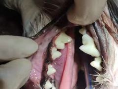 -宠颐生猫科·内科皮肤科(西平世纪城店)