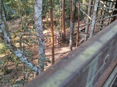 -野象谷景区