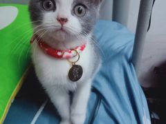 -可蒙动物医院·猫科·骨科中心(首义路店)