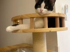 -有喵·猫咖·狗咖·30几只猫10只小狗(岗厦店)