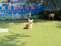 -宠物寄养训练学校
