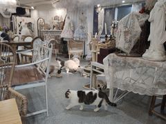 -共舞时光猫咖·狗咖(新街口店)
