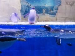 -华夏文旅海洋公园