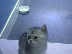 -喵的天空名猫咖啡馆·撸猫·猫舍·用品