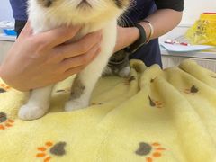 -凯特喵百思猫专科医院