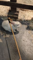 -Zoolung Zoolung动物主题公园(海信广场店)