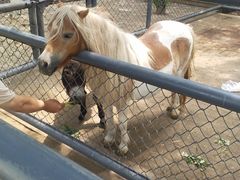 -长白岛森林公园