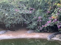 -海南热带野生动植物园