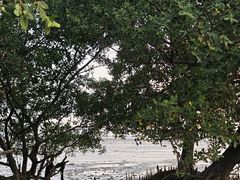 -宝安西湾红树林湿地公园