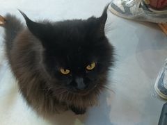 -Heymao猫咖.咖啡厅(东门店)