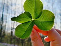 -合肥滨湖国家森林公园