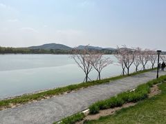 -羊山湖公园