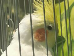 -溪岸路花鸟市场