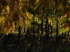 -贡湖湾湿地公园