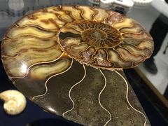 -青岛贝壳博物馆