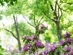 -上海滨江森林公园