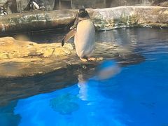 -香港海洋公园