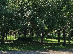 -长白岛森林公园