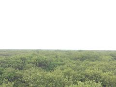 -北海金海湾红树林生态旅游区