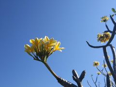 -巴厘岛悦榕庄Jumana露台餐厅