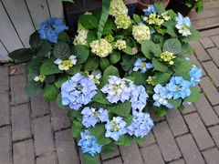 -花到家(富贵鸟花艺行)