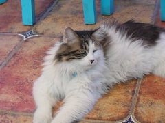 -Sirena海妖日咖夜酒