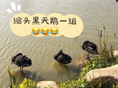 -荷兰花海