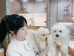 -翊宠yipet猫狗购宠庄园犬舍•猫舍