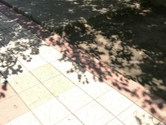 -珍宝岛