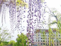 -嘉定紫藤园