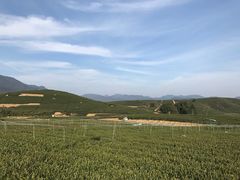 -龙坞茶村