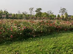 -上海都市菜园