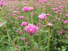 -松山湖南湖湾露营营地