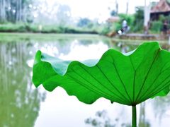 -三圣花乡旅游区