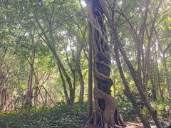 -中国科学院西双版纳热带植物园
