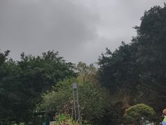 -野狸岛