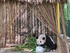 -广州长隆野生动物世界