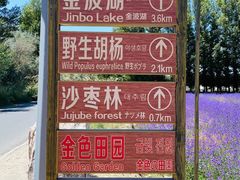 -金塔沙漠胡杨林景区
