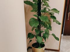 -鲁宴·鲁煨黄河生态大鲤鱼(月坛店)
