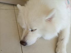 -怪兽屋·羊驼·猫咖·狗咖(俊华广场店)