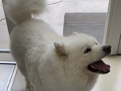 -宠福鑫康馨动物医院·骨科·眼科