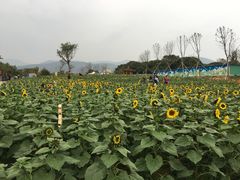 -天适樱花悠乐园