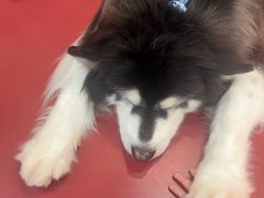 -和它·交个朋友·狗咖猫咖(爱琴海店)