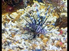 海洋世界-福州罗源湾海洋世界旅游区