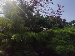-小洲村